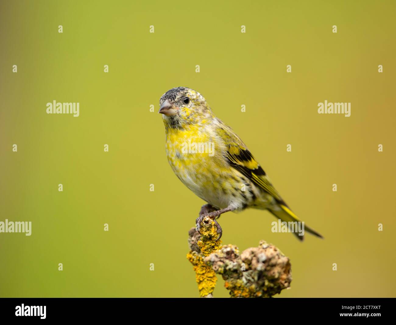 Perched siskin taken near the Solway Firth, Scotland Stock Photo