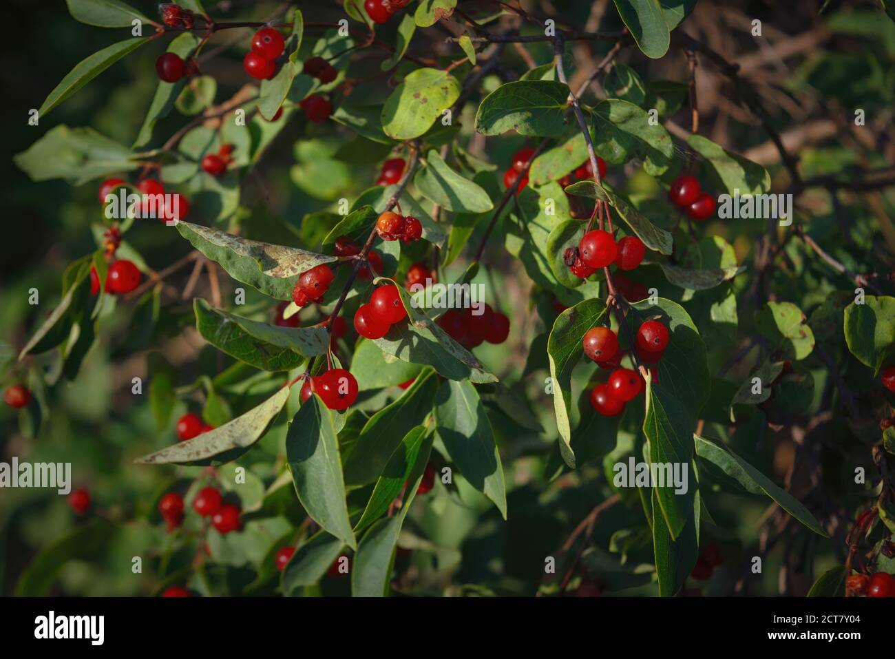 Berries of alder buckthorn. Frangula alnus. Red berries of Frangula alnus bush. Stock Photo