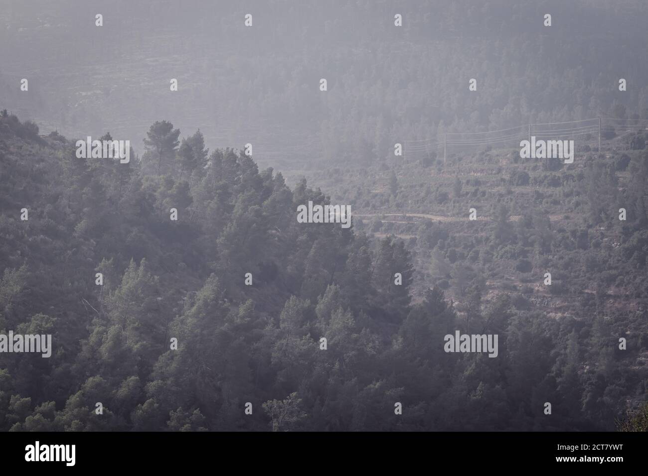 Jerusalem Forest, densely planted pine trees and natural woodland Stock