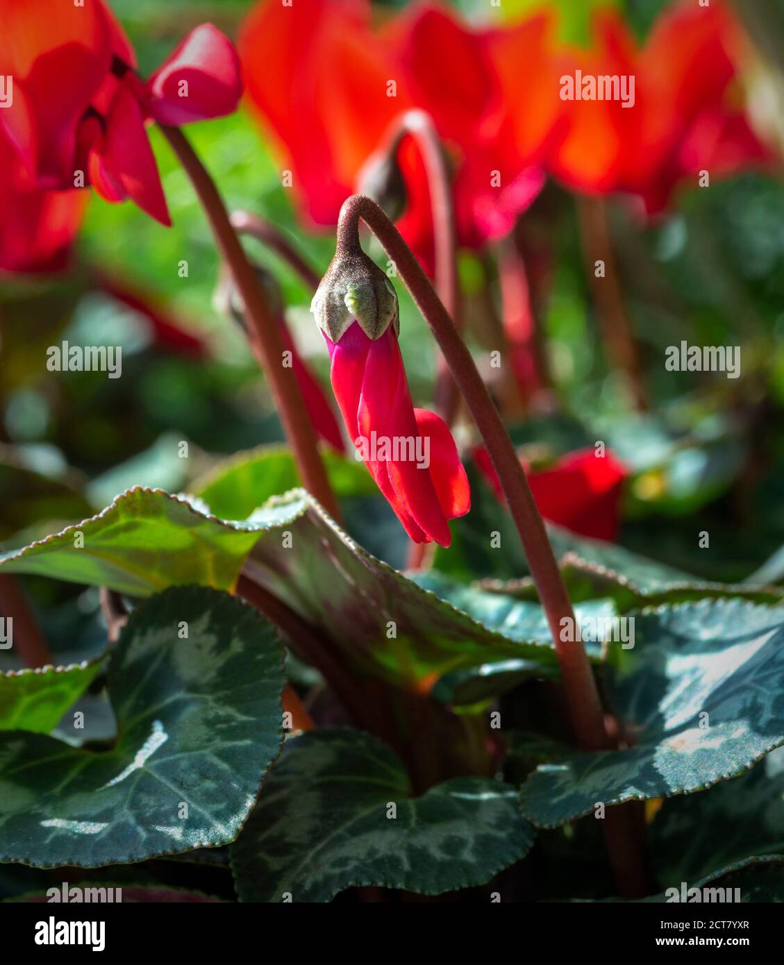 Red Cyclamen growing in a UK garden Stock Photo