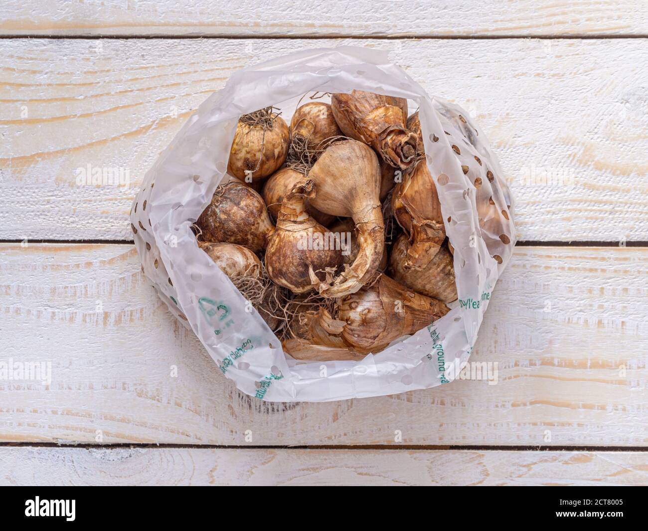 Retail pack of mixed daffodil bulbs ready for planting. Stock Photo