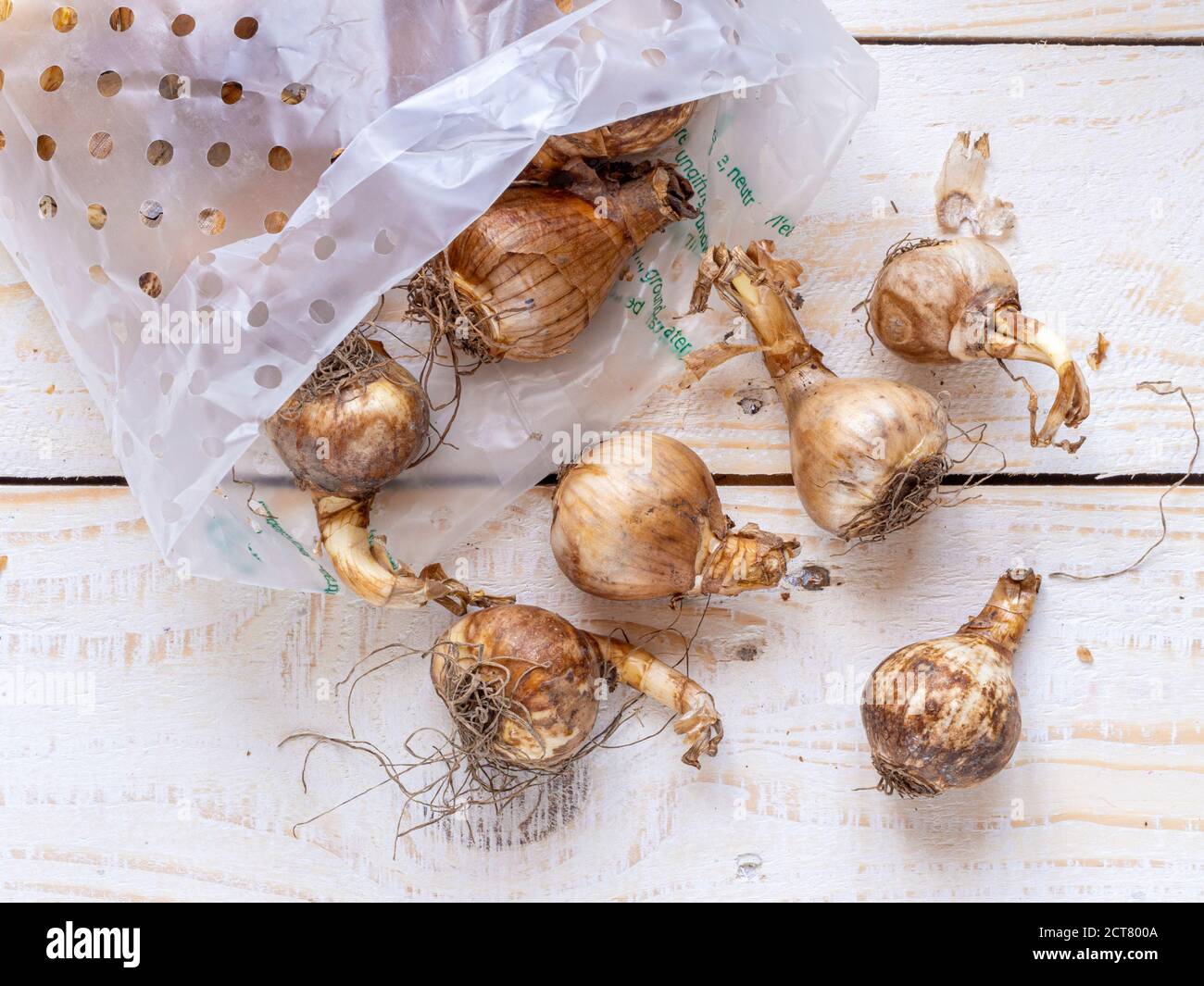 Retail pack of mixed daffodil bulbs ready for planting. Stock Photo