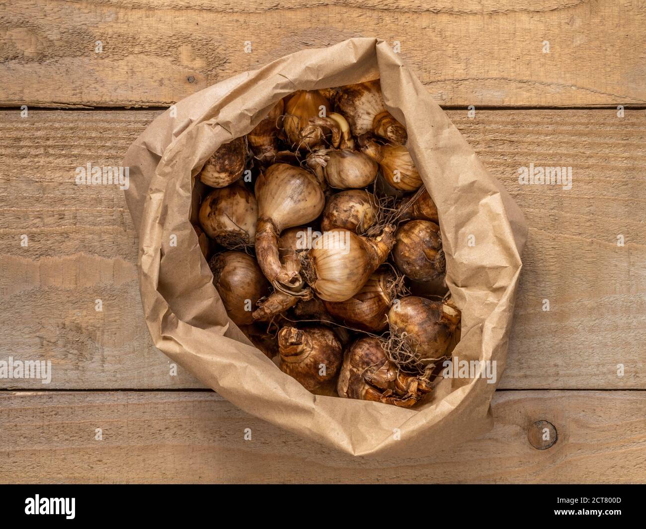 Brown paper bag containing daffodil bulbs. Stock Photo
