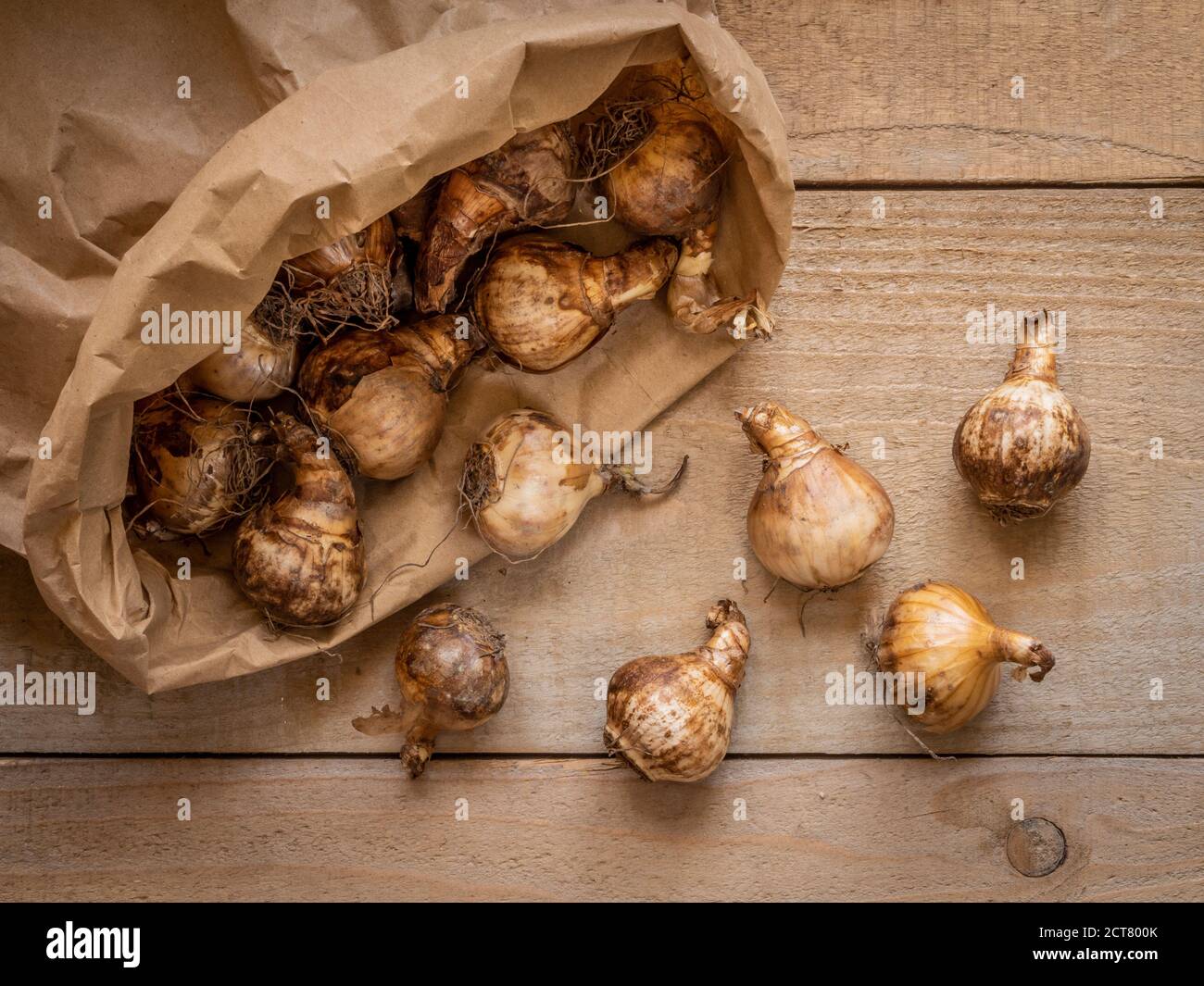 Brown paper bag containing daffodil bulbs. Stock Photo