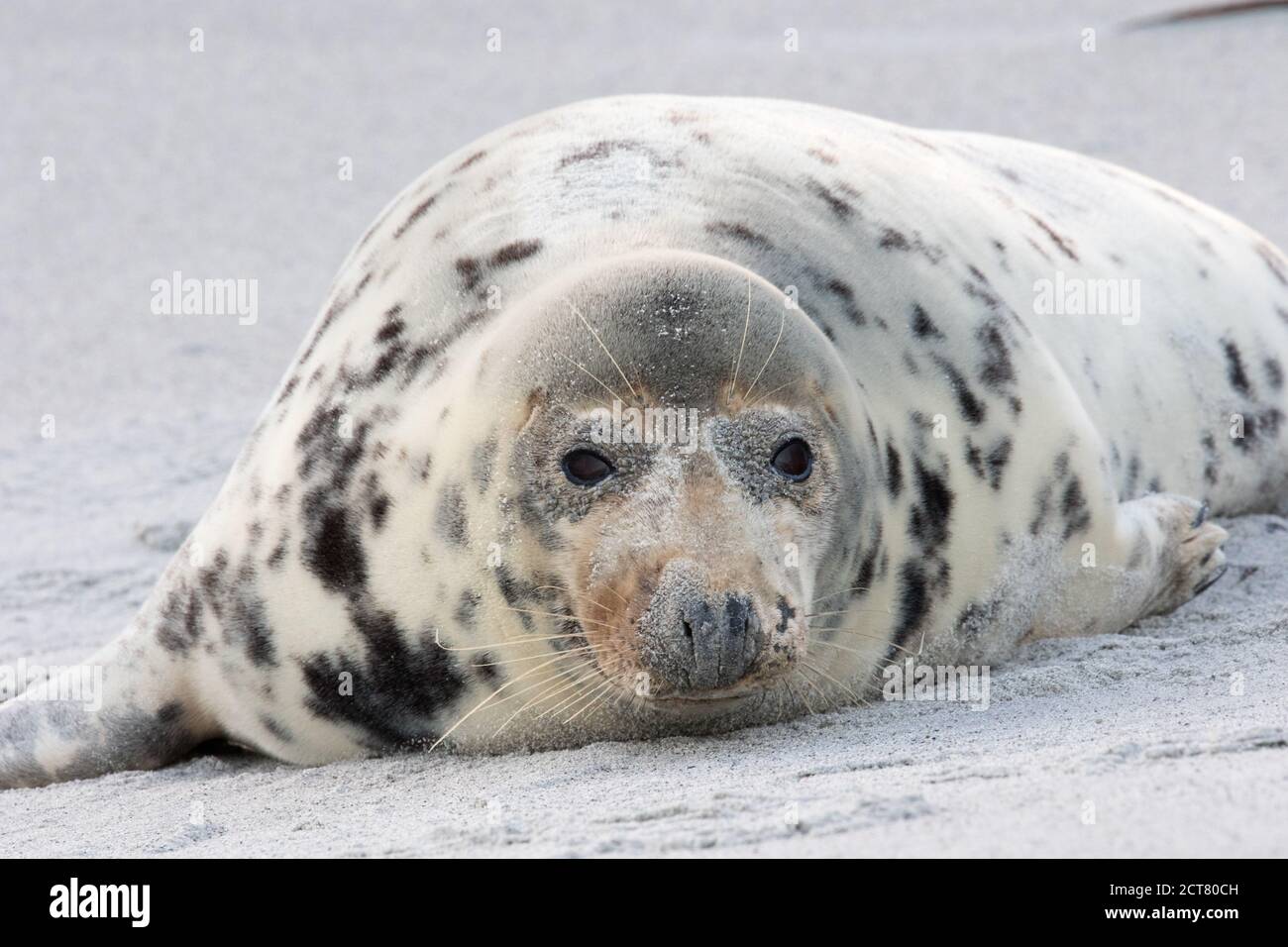 Adorable Harbor seal laying on the sandy beach Stock Photo - Alamy
