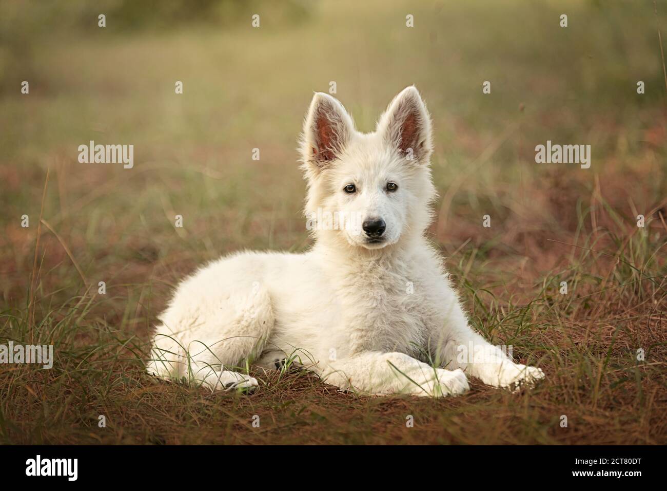 Swiss Shepherd Puppy lying on the loose in the wild Stock Photo