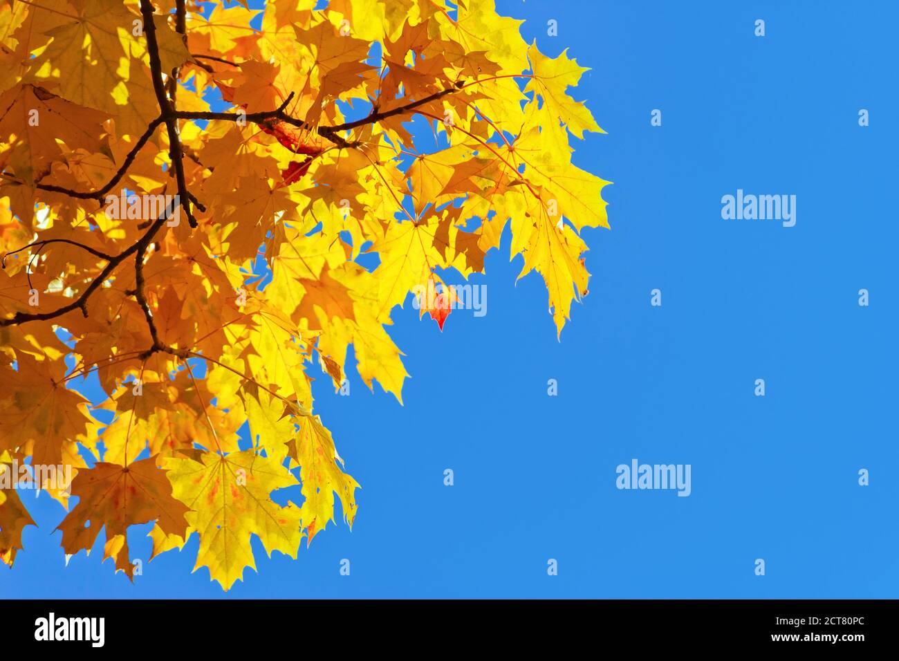 yellow autumn leaves on blue sky Stock Photo