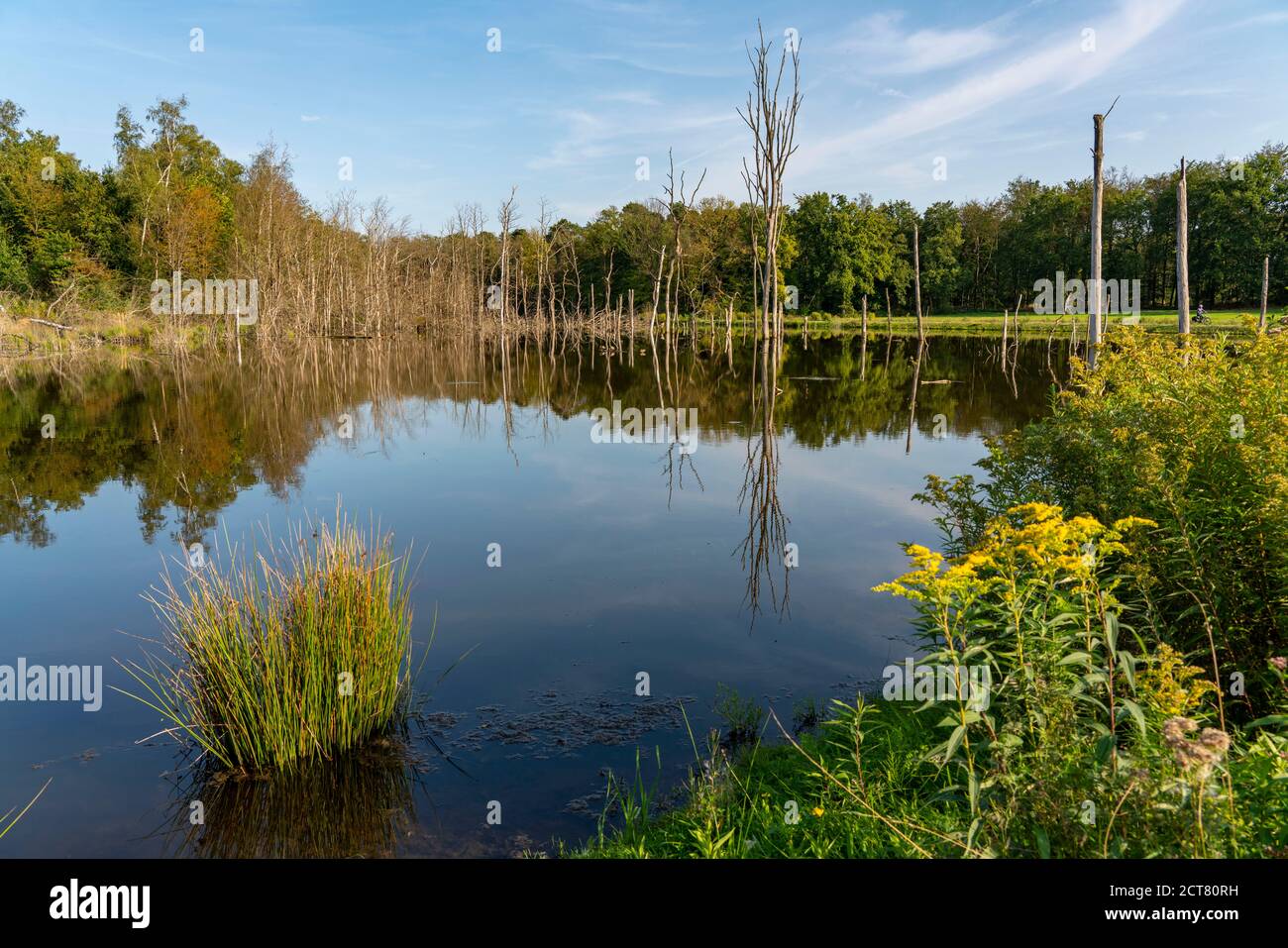 The nature reserve Kirchheller Heide, The Pfingstsee lake, created by  mining subsidence caused by coal mining, near Bottrop, NRW, Germany Stock  Photo - Alamy