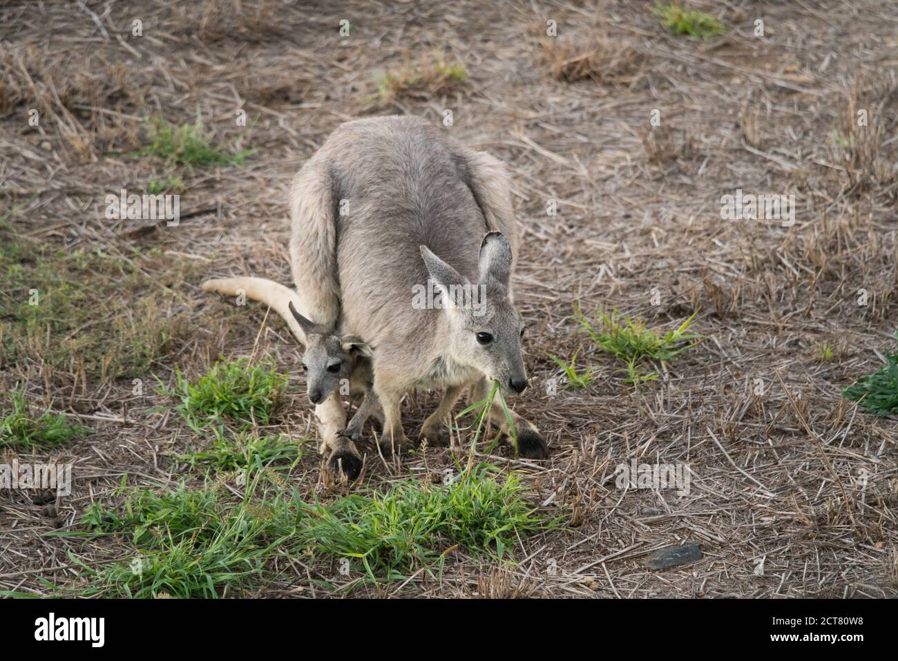Eastern grey, Macropus giganteus, also known as great grey or Forester kangaroo eating grass with baby joey in pouch Stock Photo