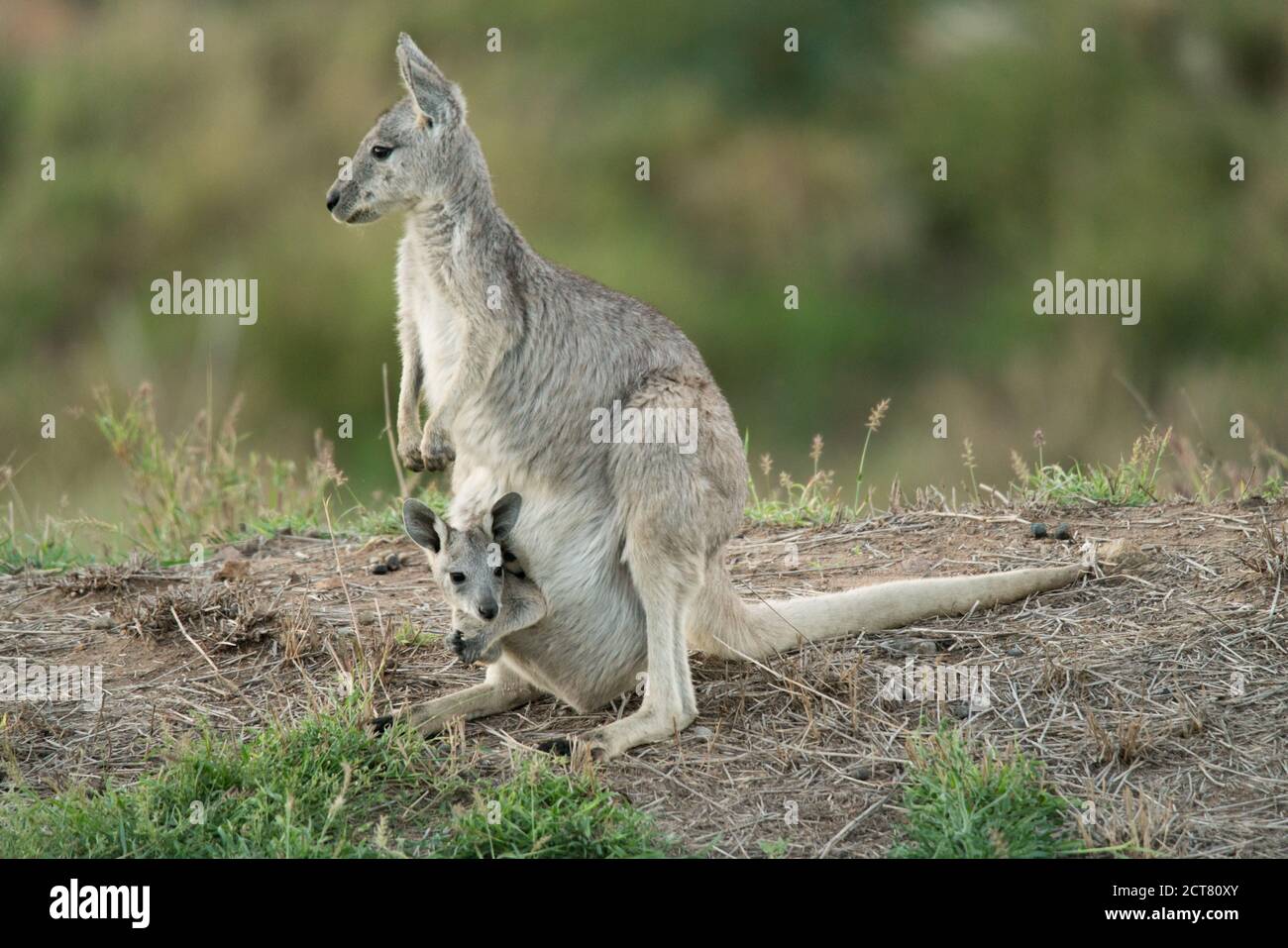 Eastern grey, Macropus giganteus, also known as great grey or Forester kangaroo with baby joey in pouch Stock Photo