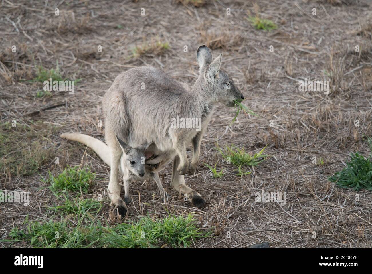 Eastern grey, Macropus giganteus, also known as great grey or Forester kangaroo eating grass with baby joey in pouch Stock Photo