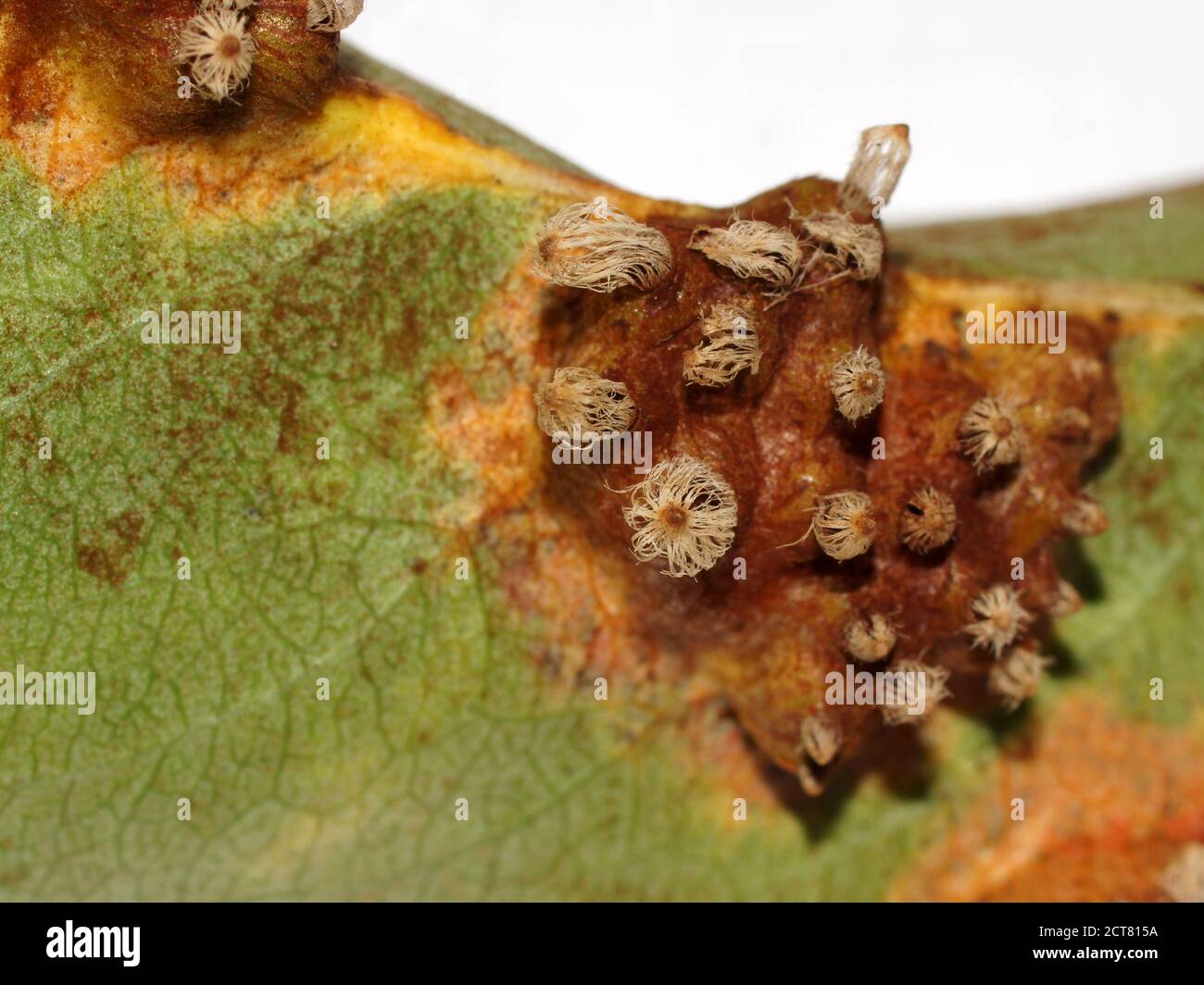Gymnosporangium sabinae (Gymnosporangium fuscum, pear rust, European pear rust, or pear trellis rust) is a fungal plant pathogen with Juniperus. Stock Photo