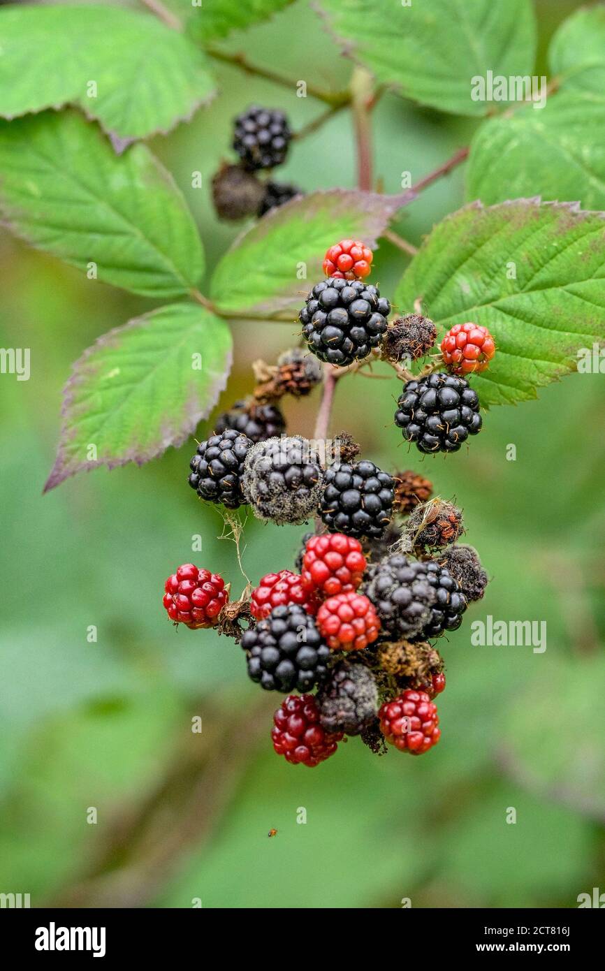 Rubus species hires stock photography and images Alamy