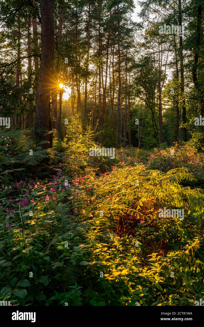 The nature reserve Kirchheller Heide, flowering Indian balsam plant, near Bottrop, NRW, Germany Stock Photo