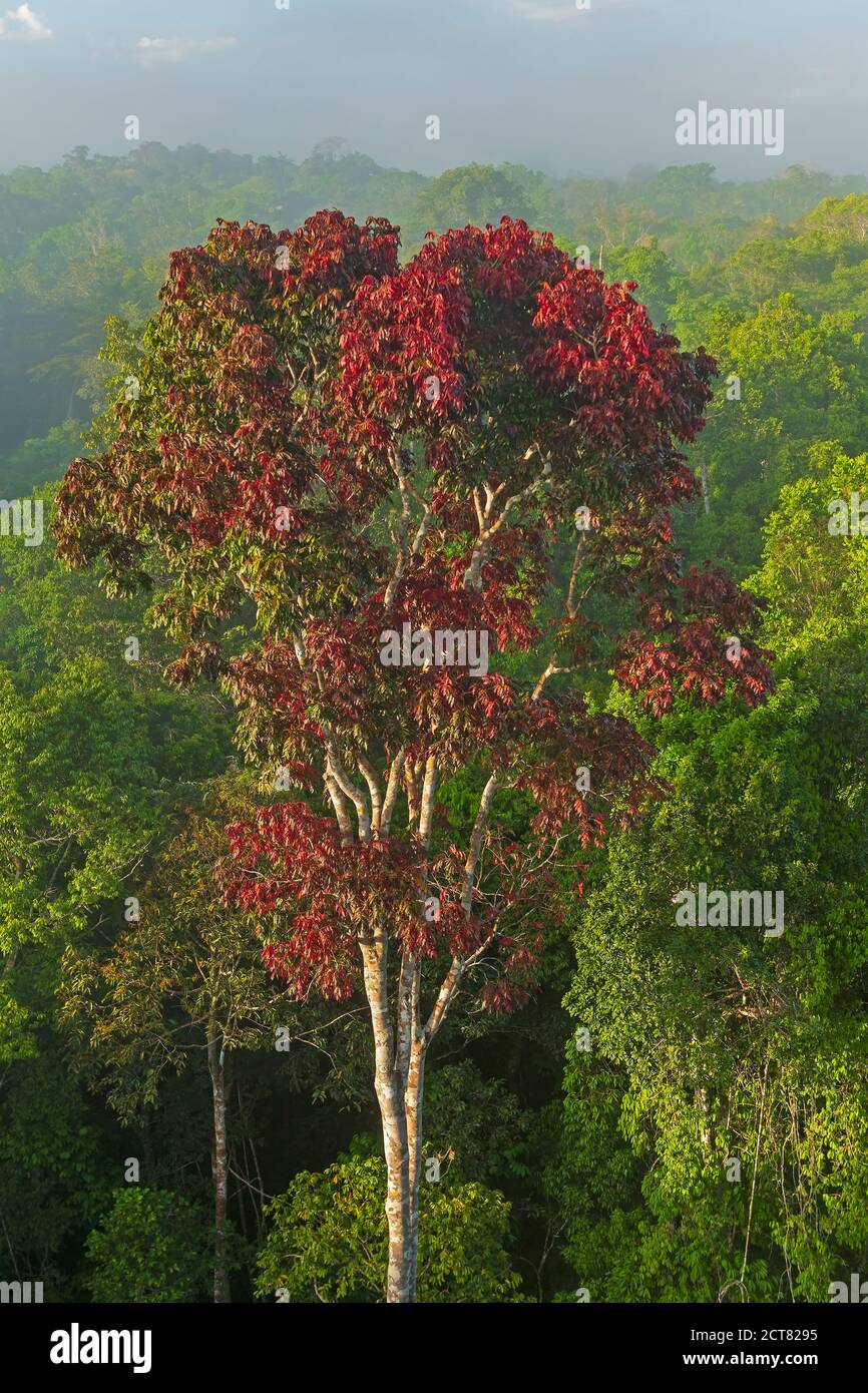 Distinctive Red Leaved Tree in the Amazon Rain Forest Canopy near Alta  Floresta, Brazil Stock Photo - Alamy