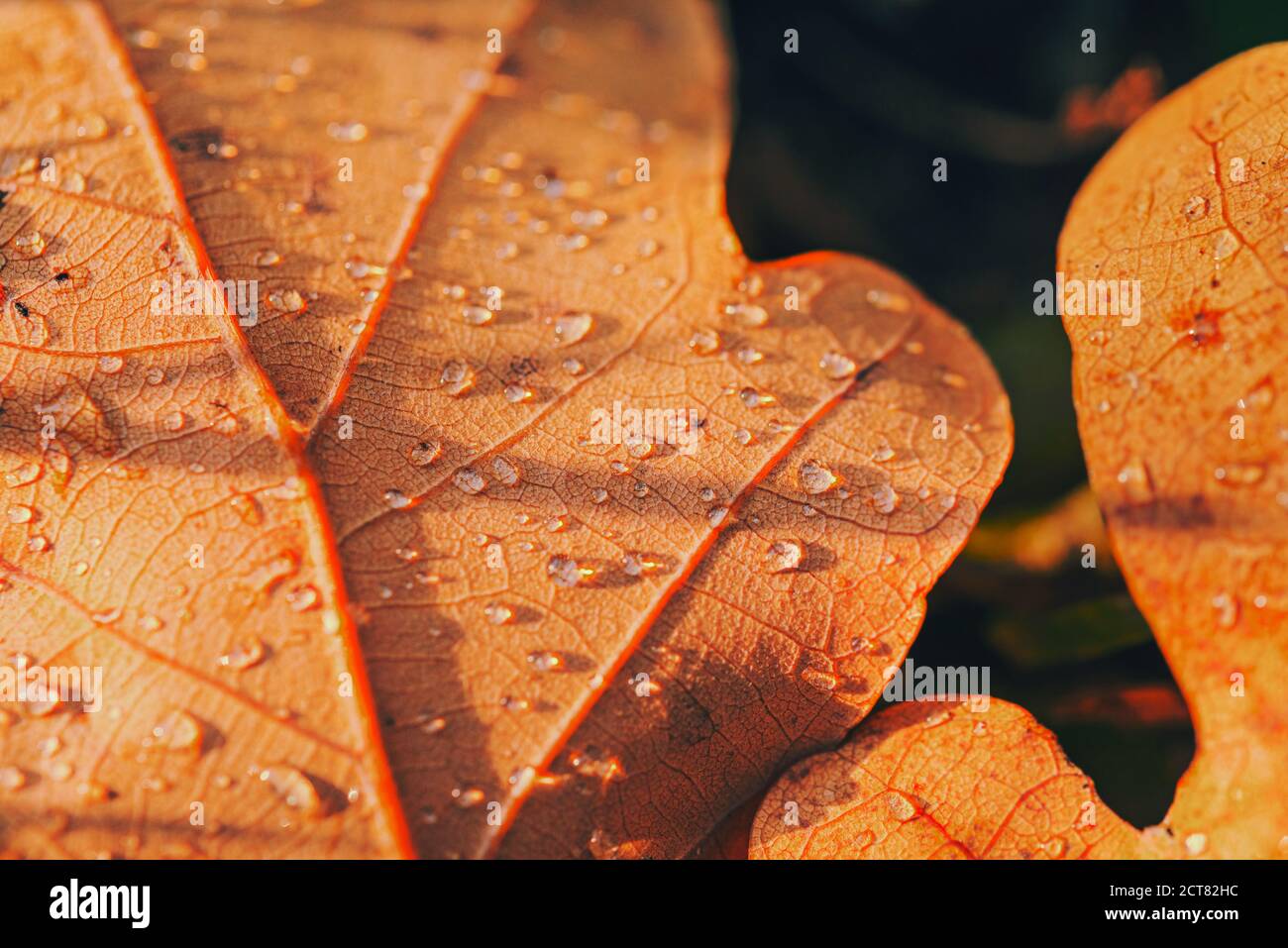Golden brown oak wood texture hi-res stock photography and images - Alamy