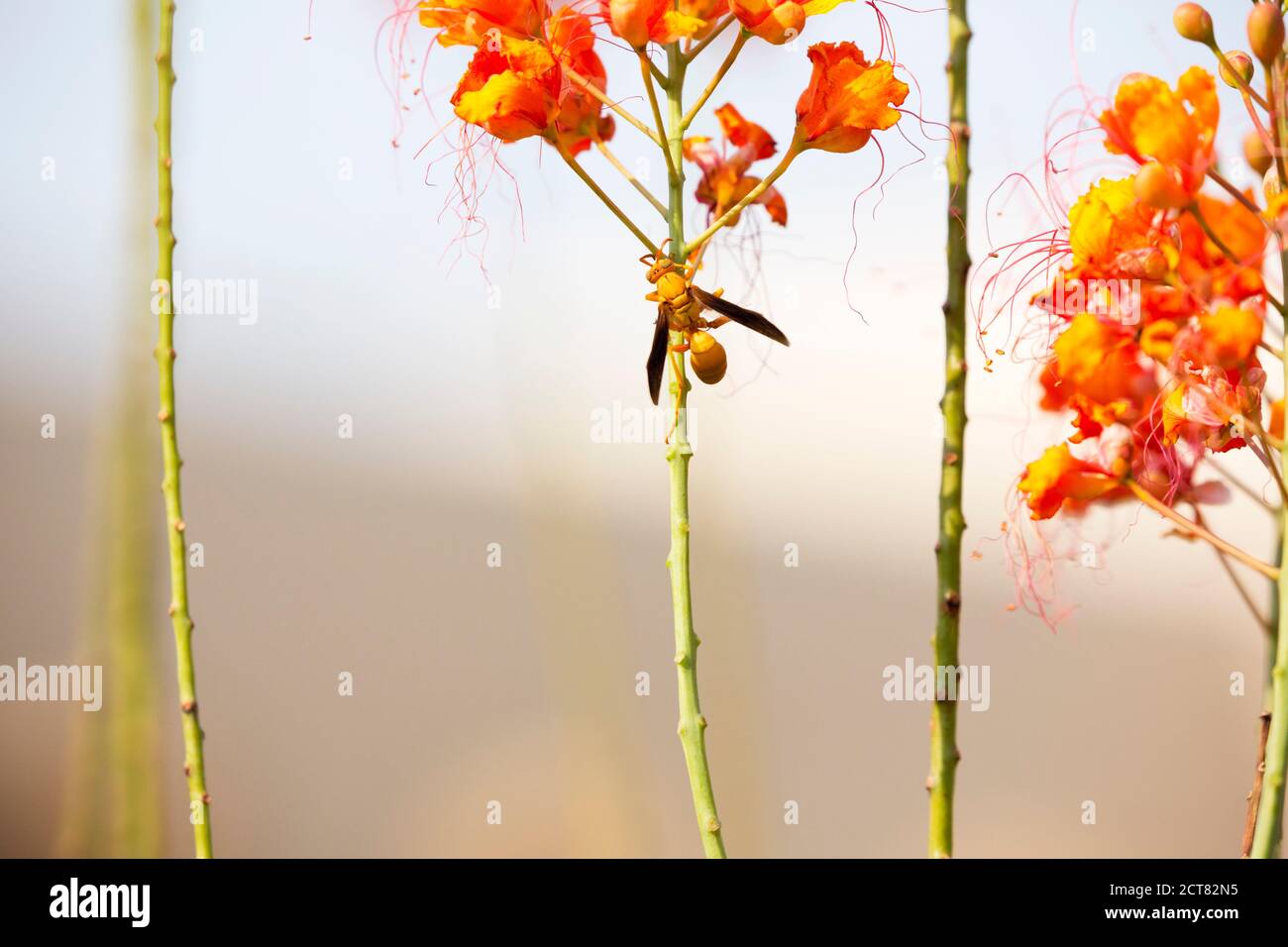 Golden hues of flower and insect match when Golden Paper Wasp lands on Red Bird of Paradise in Arizona Stock Photo