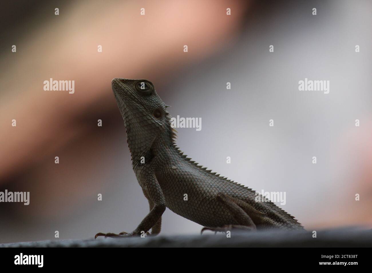 Horizontal selective closeup shot hi-res stock photography and images ...