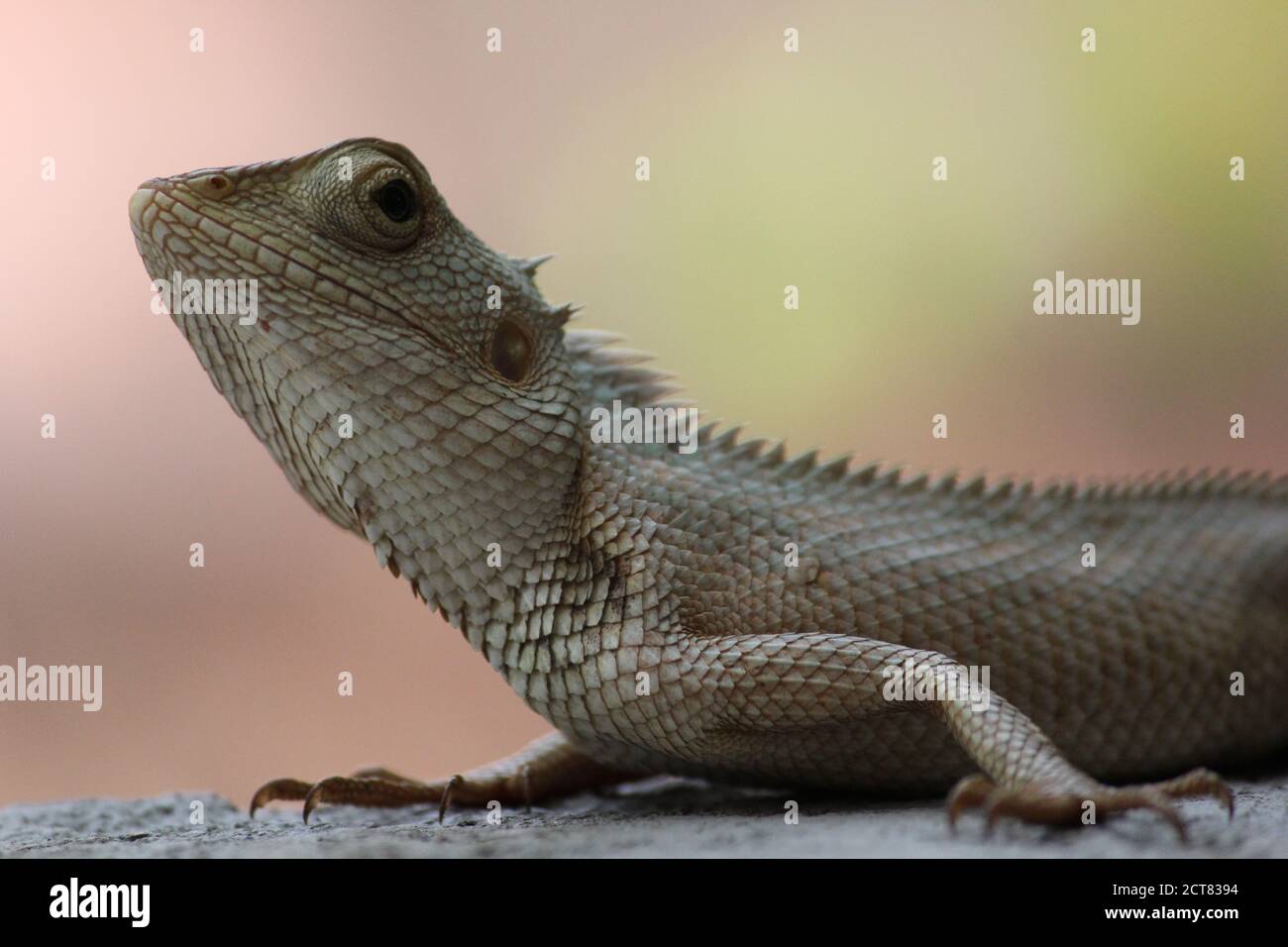Horizontal selective closeup shot hi-res stock photography and images ...