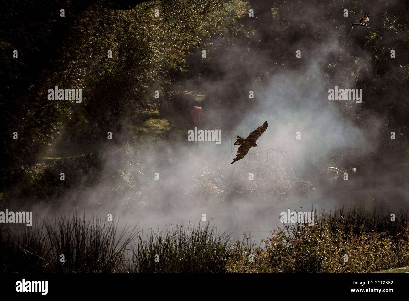 Hawk hunting flock birds hi-res stock photography and images - Alamy