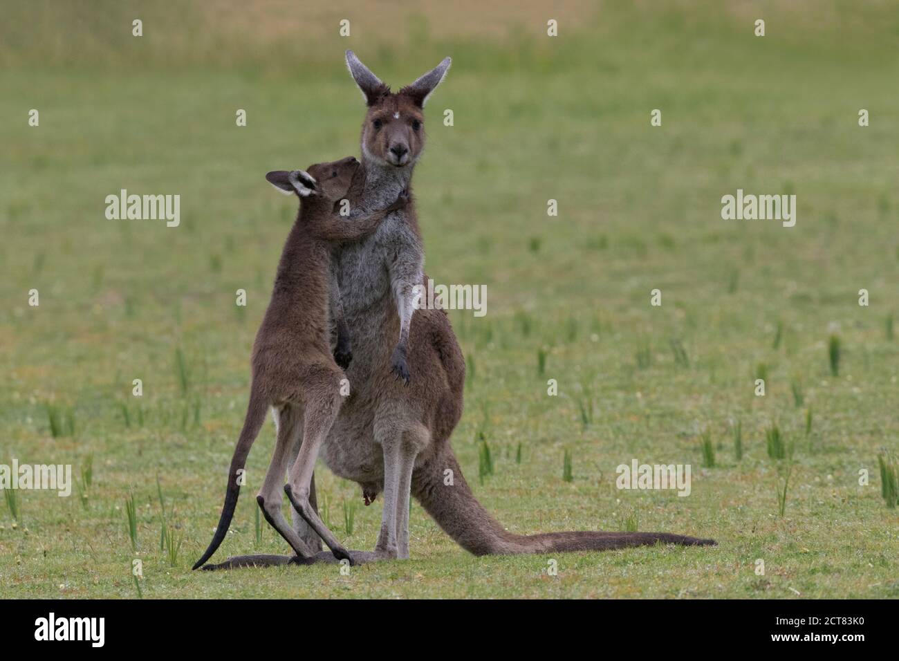Baby joey stands upright and hugs mother kangaroo. Later, baby will climb into pouch. Location is Yanchep National Park in Western Australia. Stock Photo