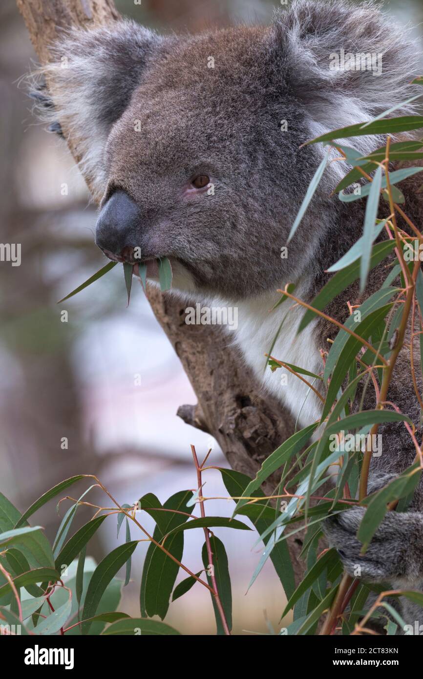 Hungry koala with leaves hanging from its mouth sits in eucalyptus tree busily eating in Yanchep National Park in Western Australia Stock Photo