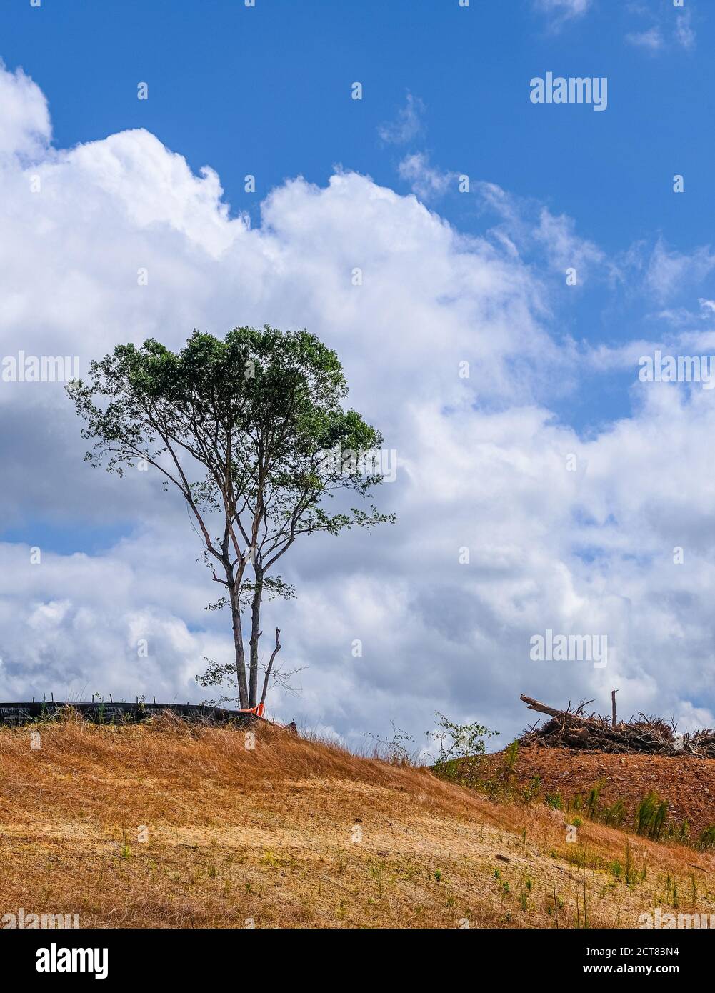 Lone Tree on a Construction Site Stock Photo