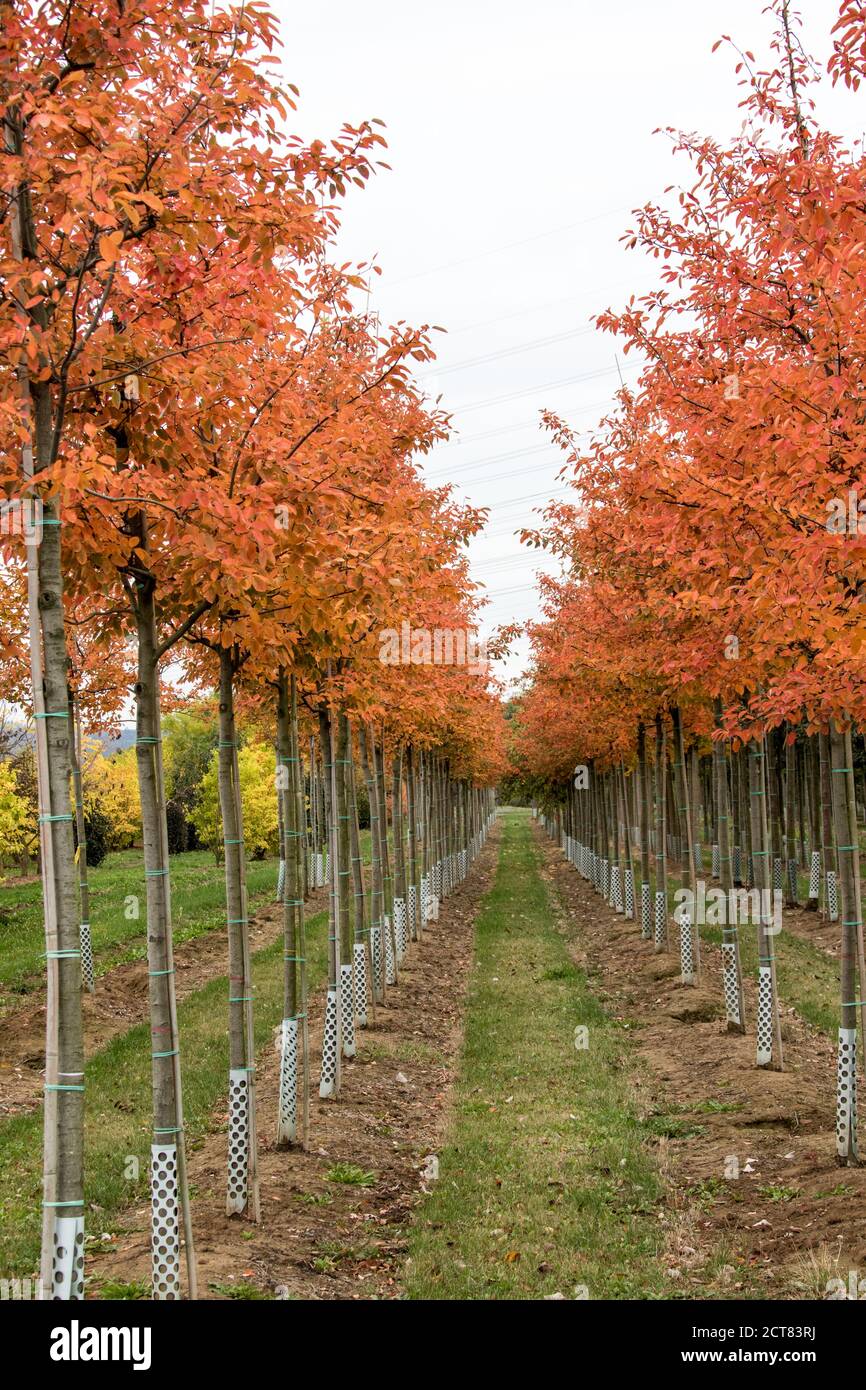 Row of trees in a field hi-res stock photography and images - Alamy