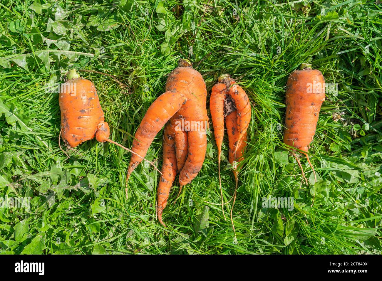 Deformed vegetable hires stock photography and images Alamy