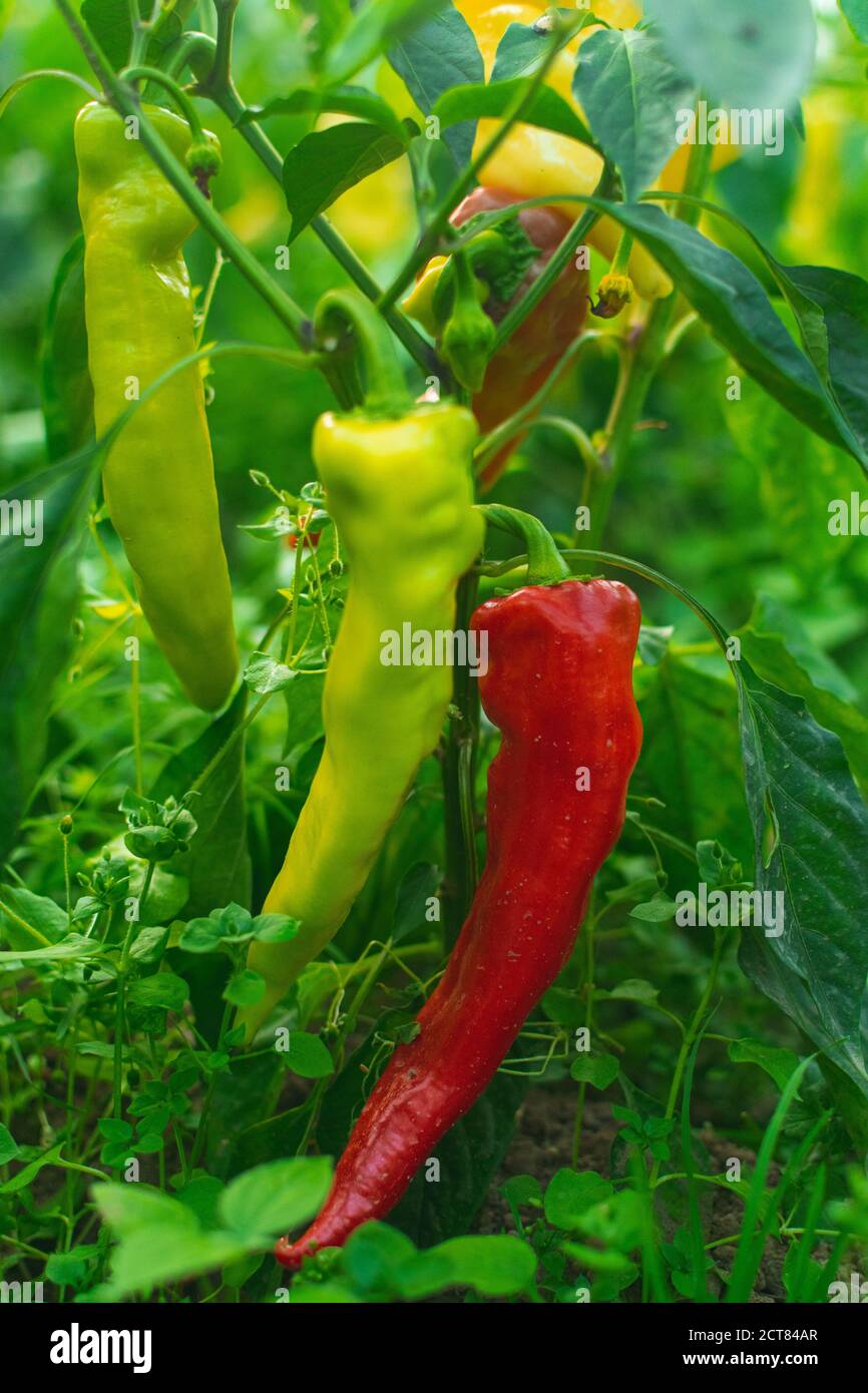 Bell peppers growing in hot garden hi-res stock photography and images ...
