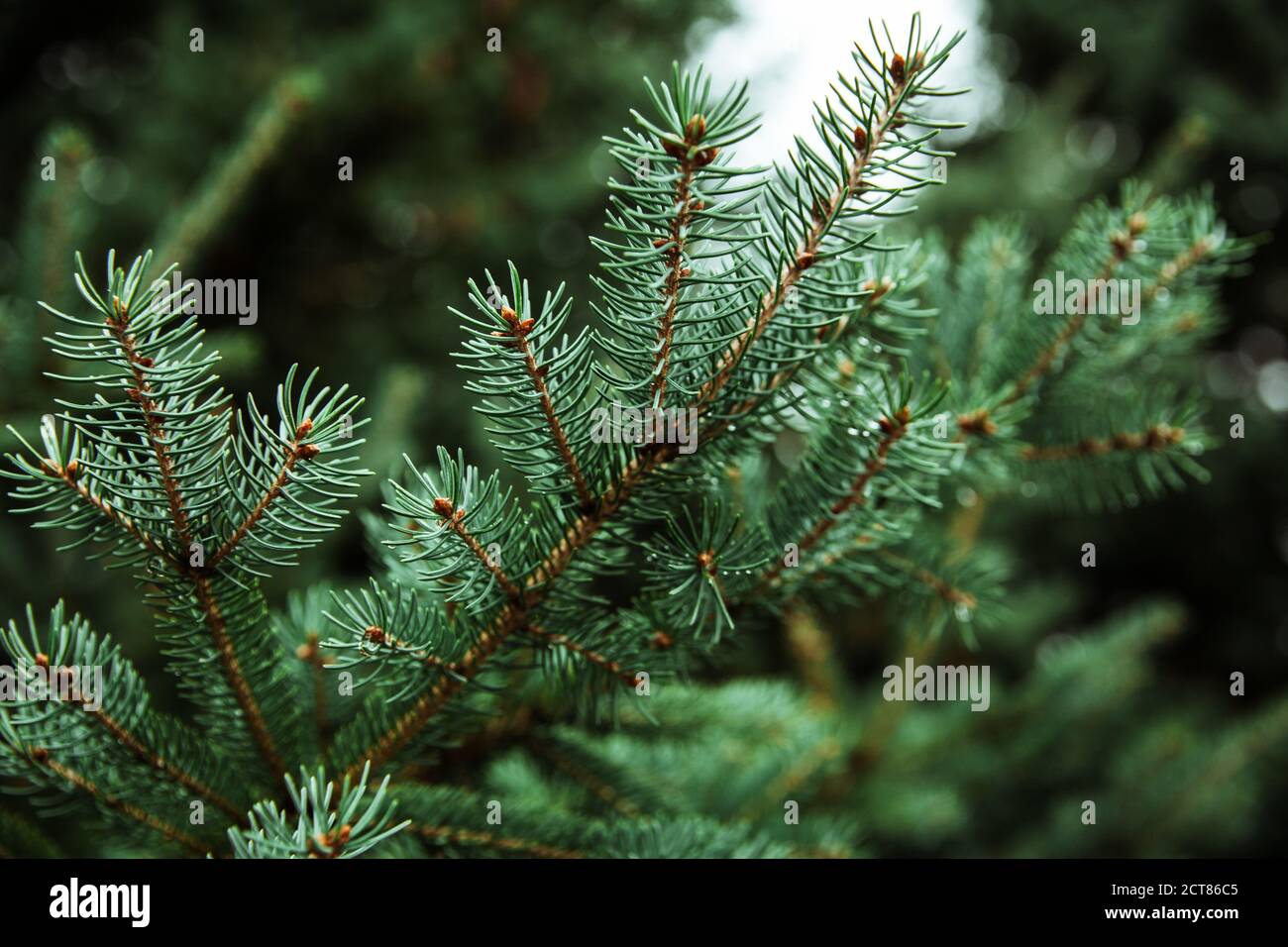 Close up shot tree branches hi-res stock photography and images - Alamy