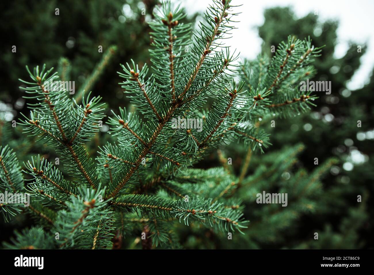 Closeup shot of pine tree branches Stock Photo - Alamy