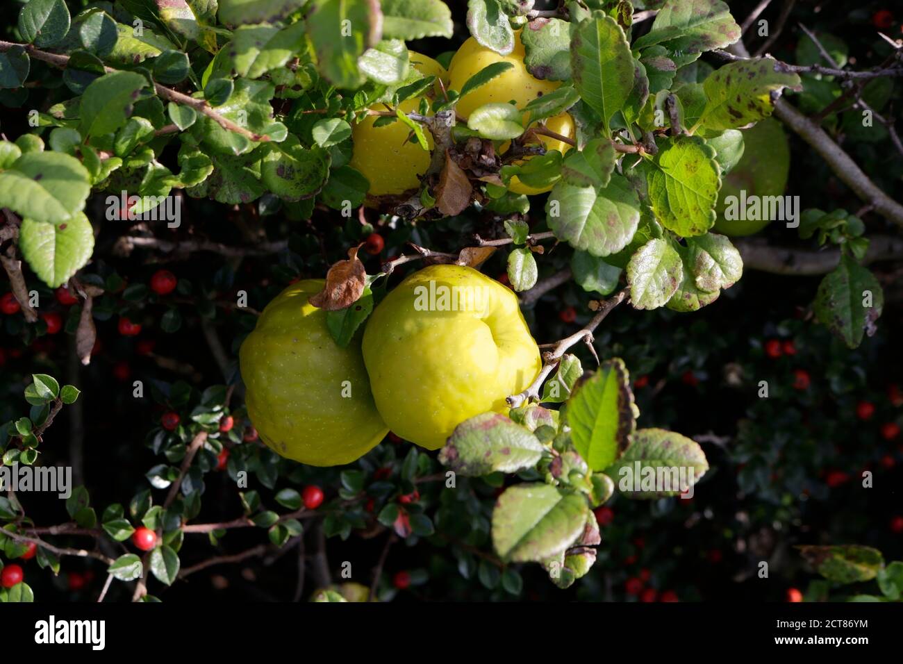 Japanese Quince fruits bush in parkland in England UK Chaenomeles