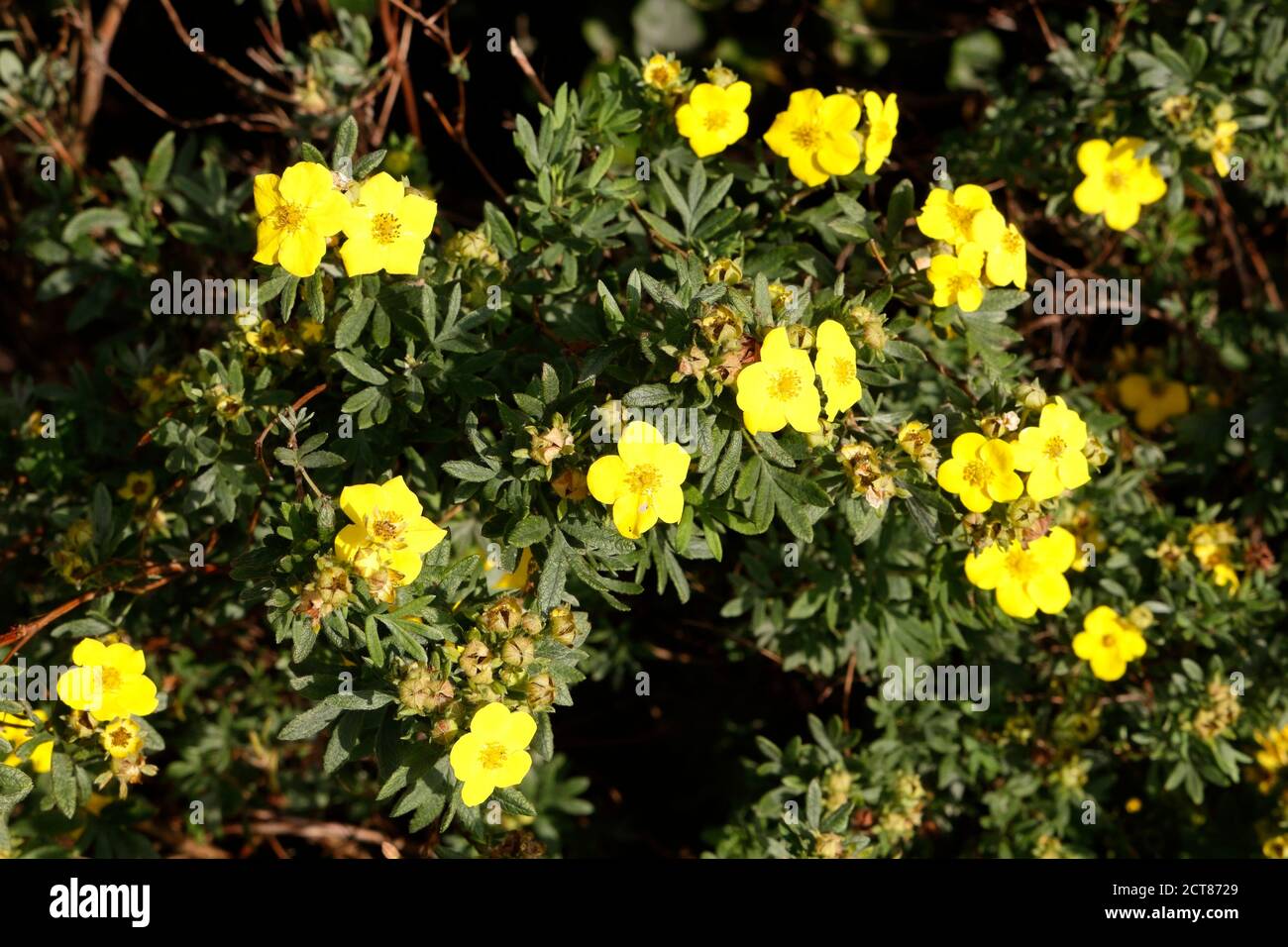 Potentilla bush Yellow flowers in bloom Stock Photo