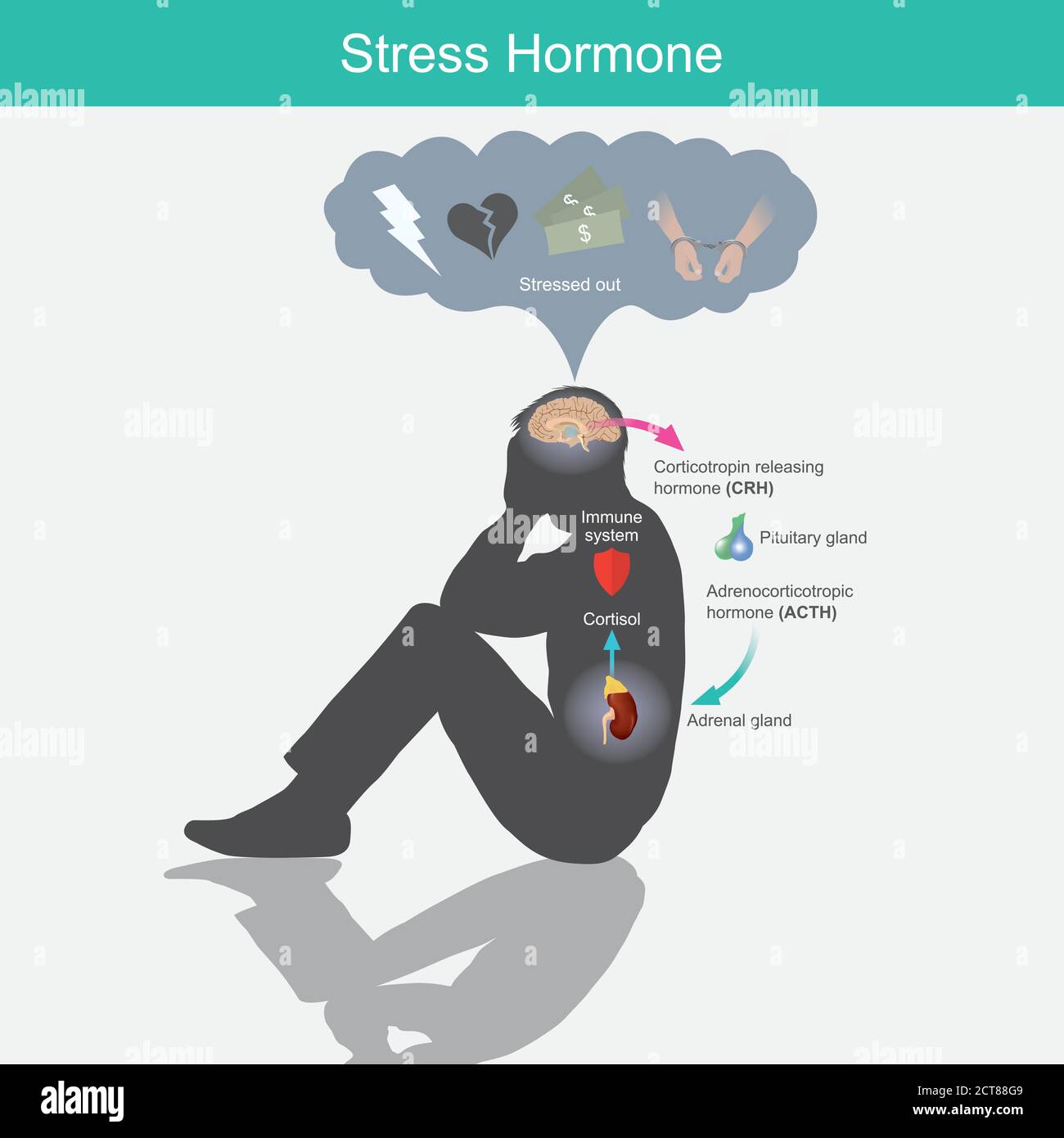 Stress Hormone. Diagram showing the stress response in human body from stimulation of the brain. Stock Vector