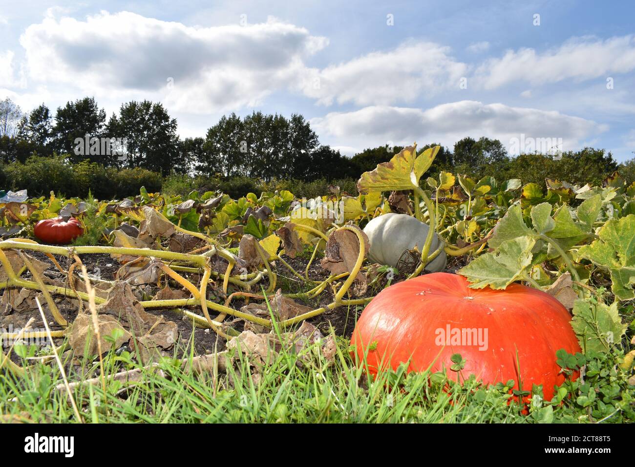 Technically a fruit pumpkins are a winter squash in the family Cucurbitaceae Every pumpkin part