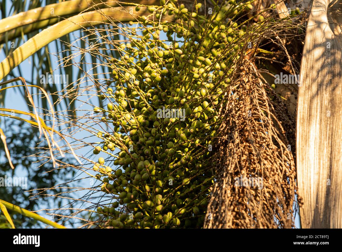 Jerivá palm tree and fruits (Syagrus romanzoffiana). Native palm of the Brazilian Atlantic Forest. Plant of the Palmae family. Yellow, oval fruit. Coc Stock Photo