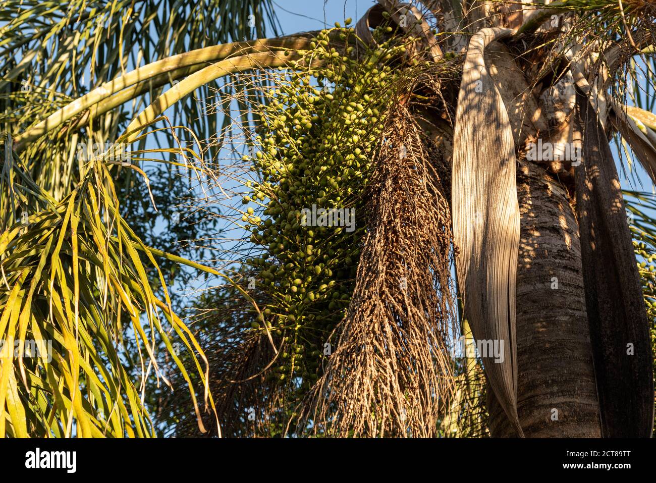 Jerivá palm tree and fruits (Syagrus romanzoffiana). Native palm of the Brazilian Atlantic Forest. Plant of the Palmae family. Yellow, oval fruit. Coc Stock Photo