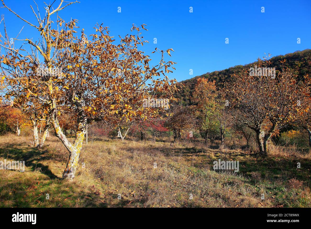 garden with walnut trees in the autumn Stock Photo