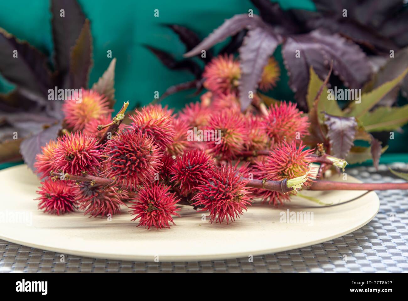 Red castor fruits (Ricunus communis). Toxic and exotic plant. Landscaping and floriculture. Red castor oil is used both alone and in composition with Stock Photo
