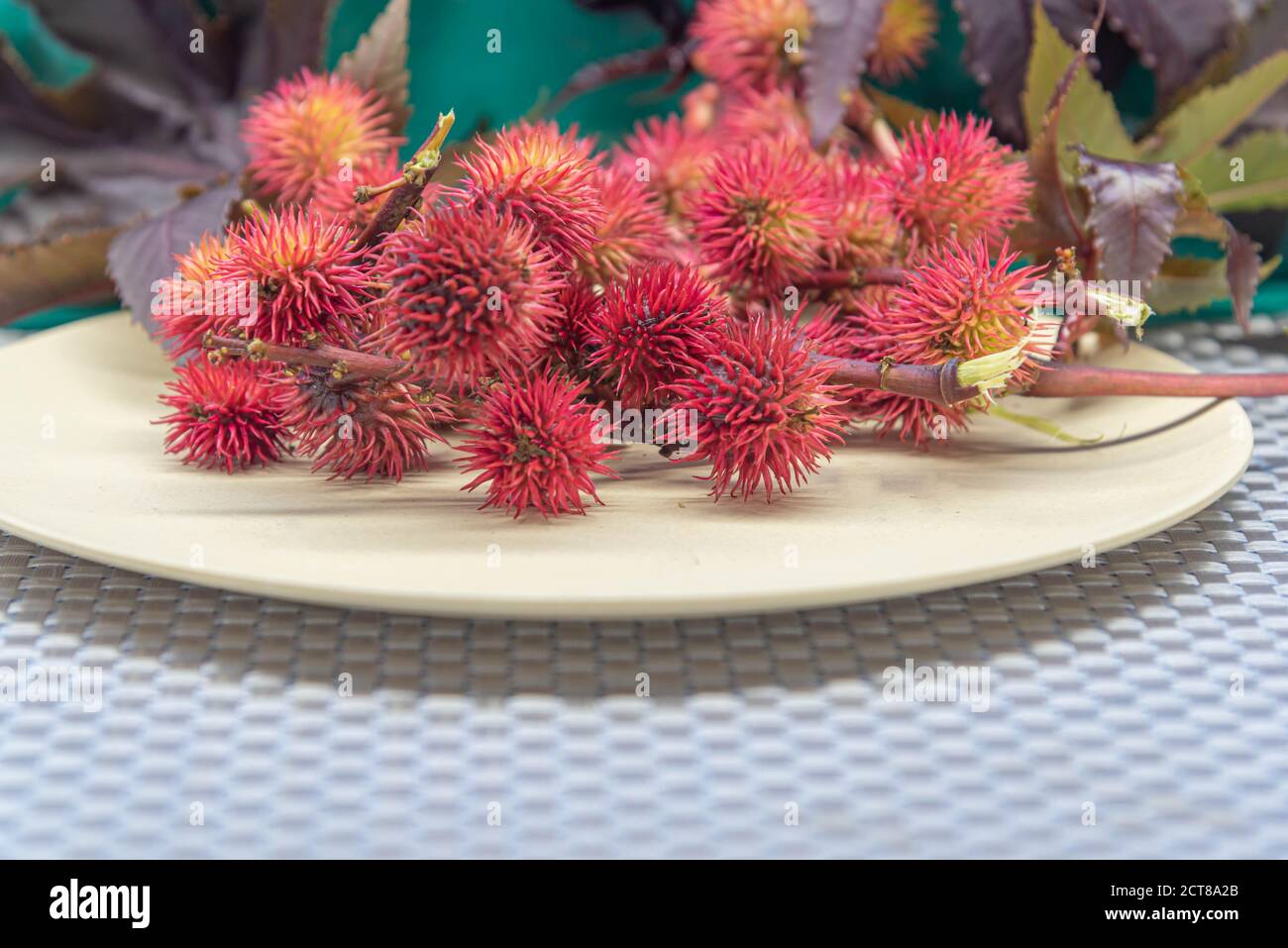 Red castor fruits (Ricunus communis). Toxic and exotic plant