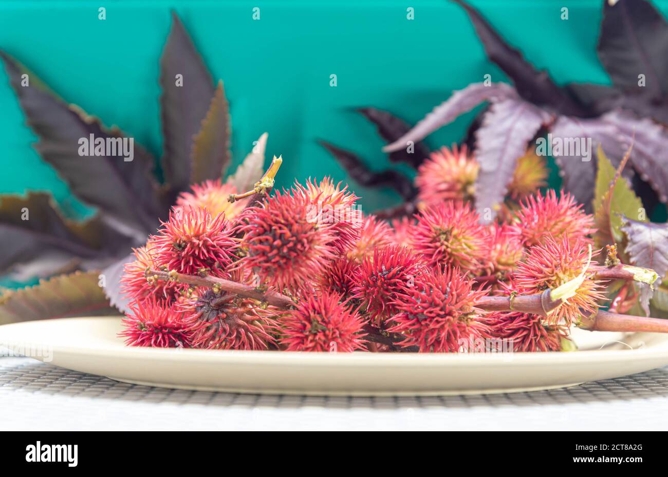 Red castor fruits (Ricunus communis). Toxic and exotic plant