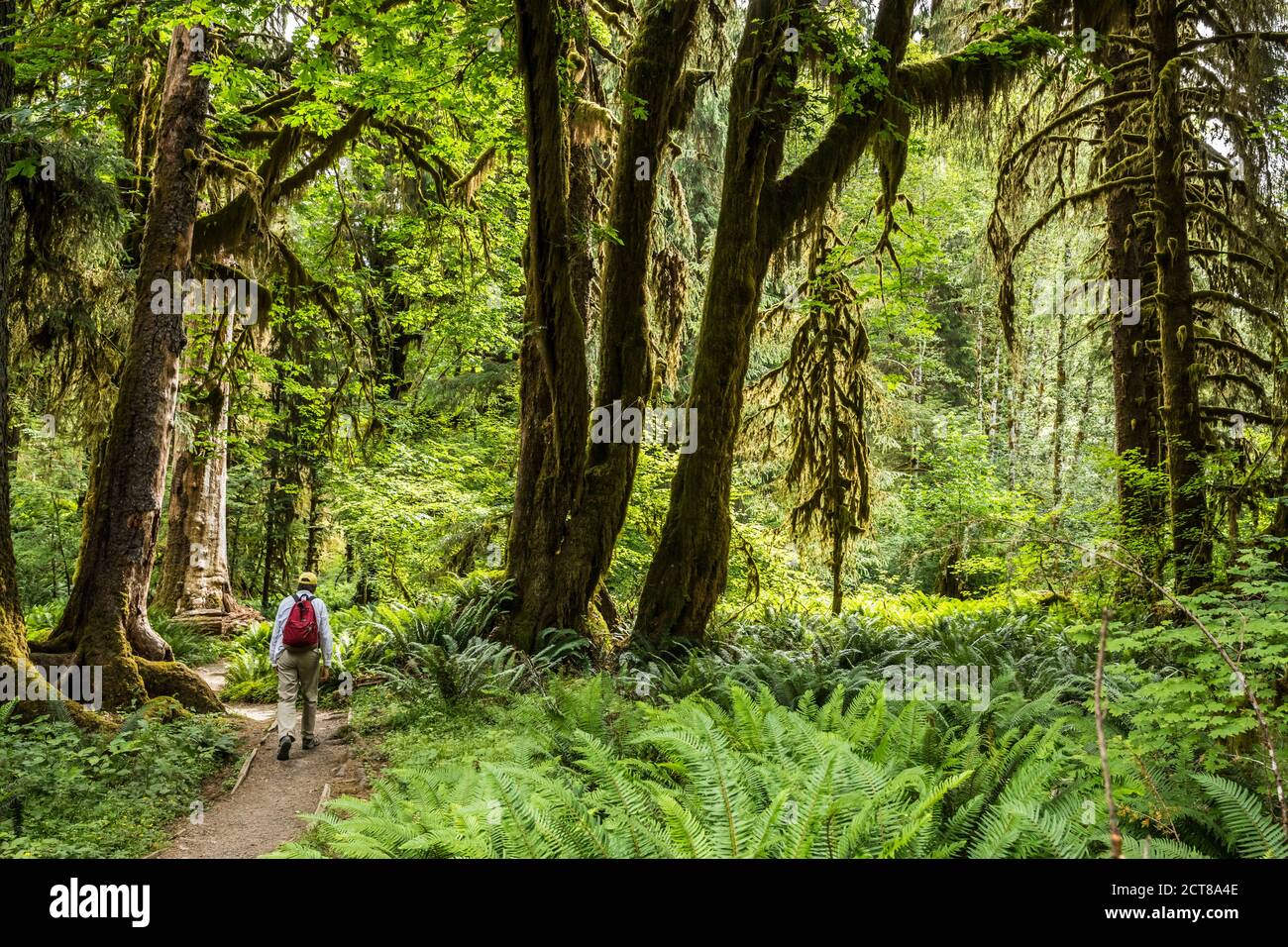 A man hiking the Hoh River trail, Hoh Rainforest, Olympic National Park, Washington, USA. Stock Photo