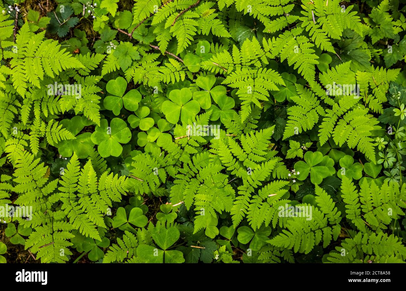 The beautiful ground cover of the Hoh rain forest. Olympic National Park, Washington, USA. Stock Photo