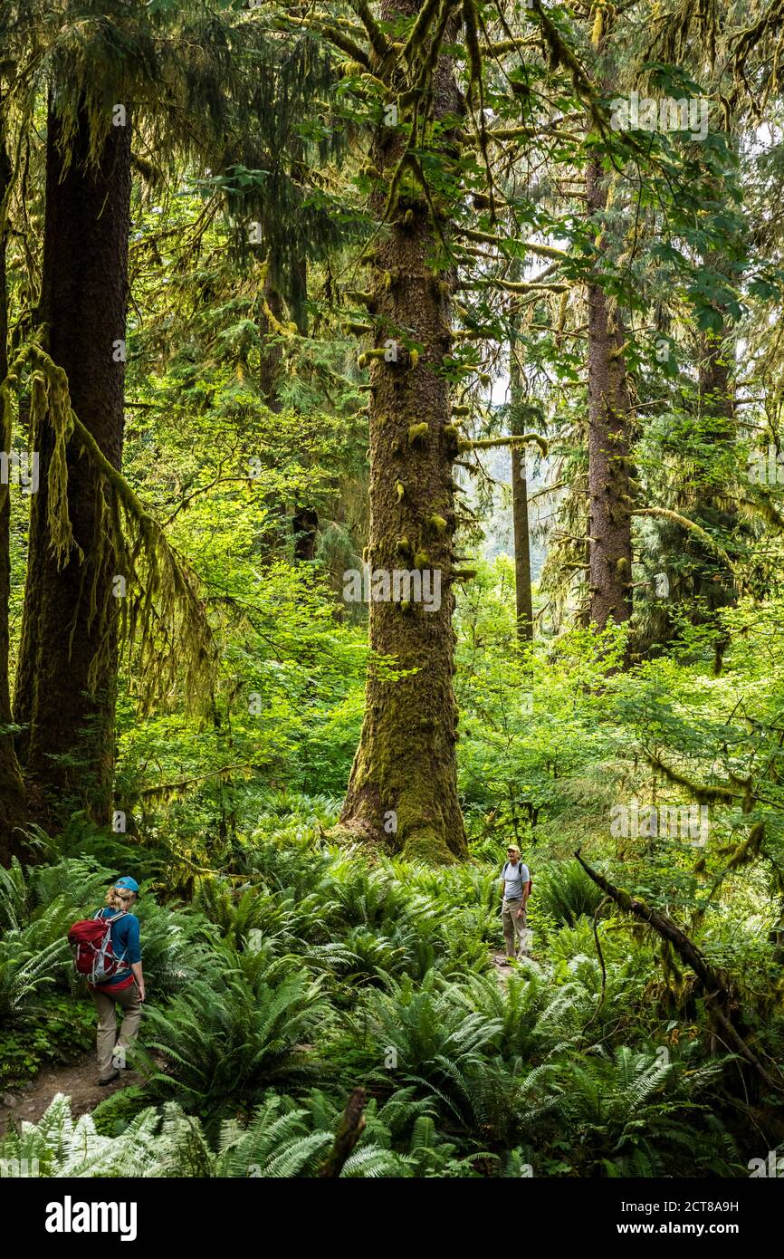 A man and woman hiking the Hoh River trail, Hoh Rainforest, Olympic National Park, Washington, USA. Stock Photo