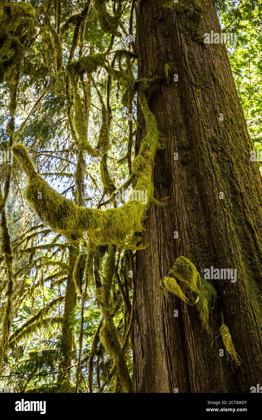 A moss covered Western Red Cedar tree, Hoh rainforest, Olympic National Park, Washington, USA. Stock Photo