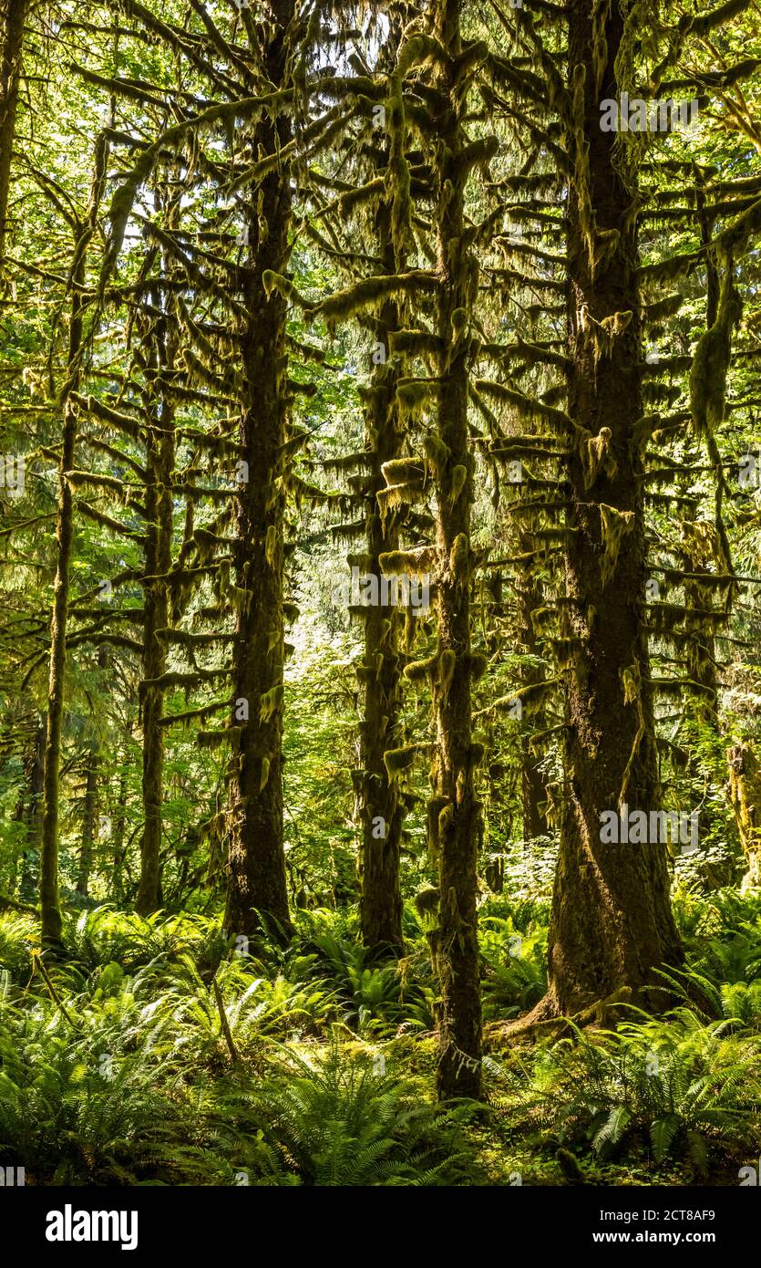 Mossy forest understory on a sunny day in the Hoh rainforest, Olympic National Park, Washington, USA. Stock Photo