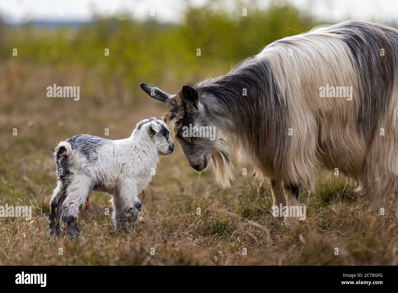 Adorable goats on the field in the rural area Stock Photo - Alamy