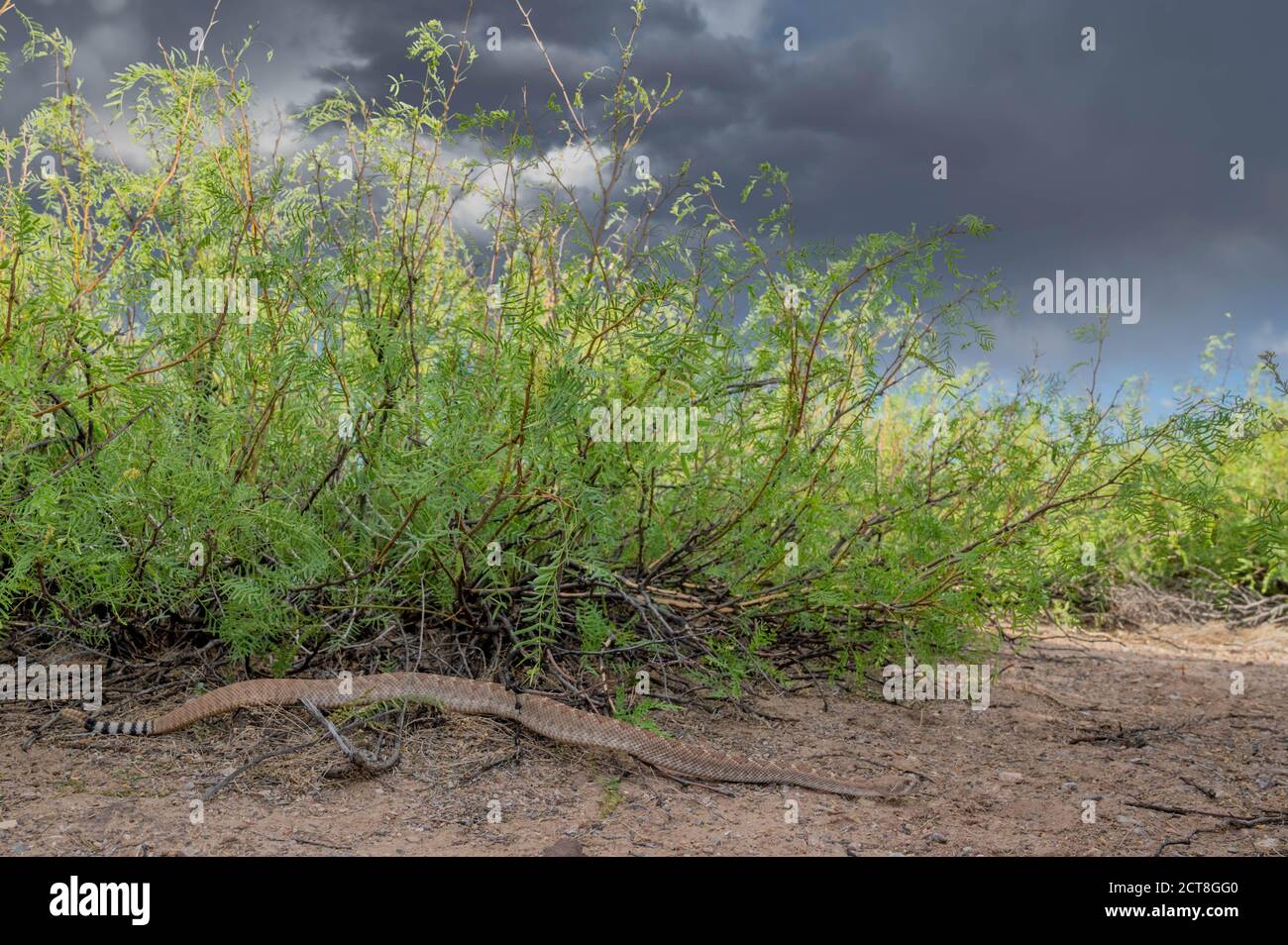 Western Diamond-backed Rattlesnake, (Crotalus atrox), Sevilleta