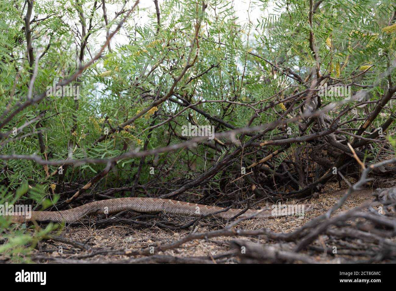 Western Diamond-backed Rattlesnake, (Crotalus atrox), Sevilleta